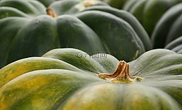 南瓜,烹飪,蔬菜