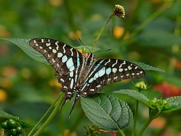 蝴蝶,異國情調(diào),昆蟲