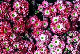 花,花卉,美