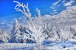 雪,冬天,弗羅斯特