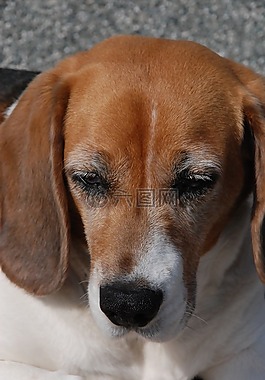 狗,bígel,鼻子