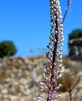 白色的花島上的科斯,天空,藍(lán)色