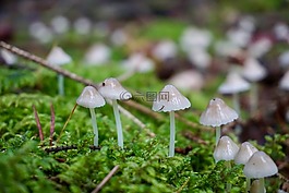 哈米德 ·,蘑菇,苔