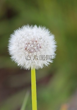 蒲公英,花,白