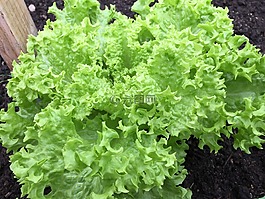 菊苣,蔬菜,沙拉