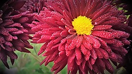 紅色的花,向日葵,露珠
