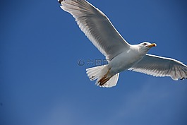 海鷗,鳥,海岸
