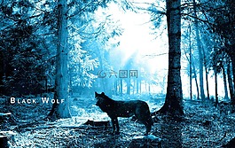 狼,森林,樹