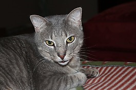 貓,寵物,動物