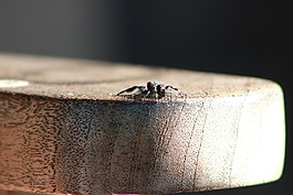 大膽跳蜘蛛,蜘蛛,昆蟲(chóng)