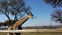 長頸鹿,非洲,野生動物