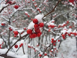 冬季,雪,大自然