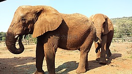 大象,非洲,野生動物園