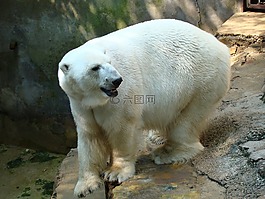 北極熊,動(dòng)物園,野生動(dòng)物