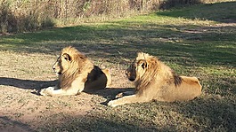 獅子,南非,野生動物