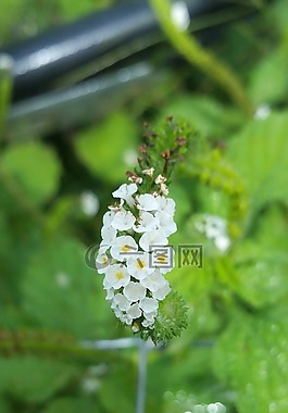 花,白,小