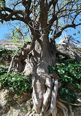 性質(zhì),樹,根