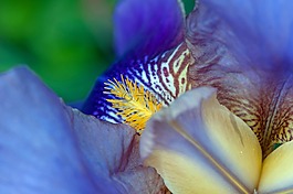 杵,鸢尾花,花