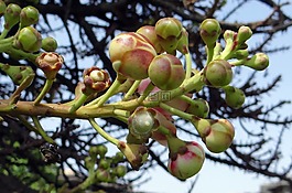 芽,couroupita花草,炮弹树