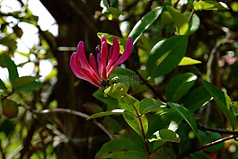 紫色的小花,夏季,布什