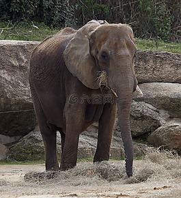 象,動(dòng)物園,野生動(dòng)物