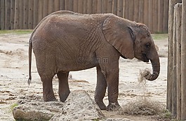 象,動(dòng)物園,年輕