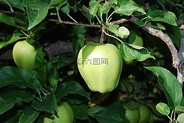蘋(píng)果,樹(shù),農(nóng)業(yè)