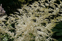 白色的植物,灌木,夏天的陽(yáng)光