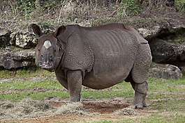 犀牛,動(dòng)物園,野生動(dòng)物