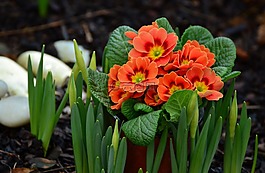 報(bào)春花,花園,春天