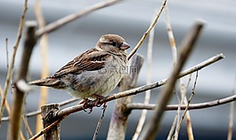 鳥,麻雀,鳥嘴