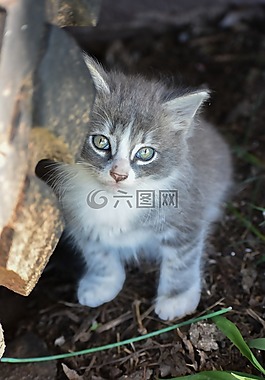 小猫,灰色的小猫,虎斑猫