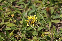 蜜蜂,宏,花
