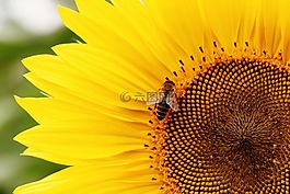 太陽花,蜜蜂,夏季
