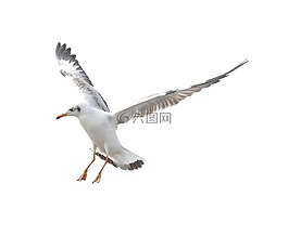 海鷗,飛行,海灘