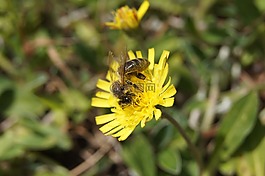 蜜蜂,花,黃色