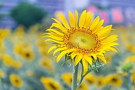 向日葵,黃色的花,性質(zhì)