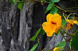 焊菜屬的植物,開花,巖