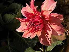 花,自然,植物區(qū)系