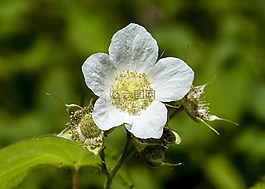 顶针莓果,开花,森林