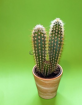 仙人掌,廠,植物架