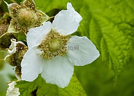 顶针莓果,开花,森林