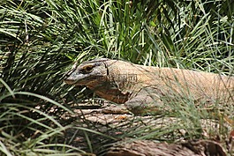 爬行動物,comodo 龍,蜥蜴