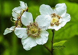 顶针莓果,开花,森林