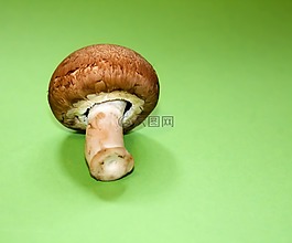 champignion,健康,蘑菇