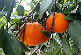桔子,水果,食品