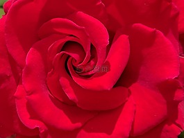 玫瑰,紅色,開花