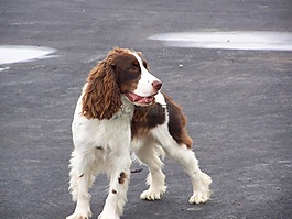 英语,施普林格,史宾格犬