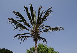 棕櫚,異國情調(diào),halebidu