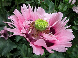 罂粟,花,粉红色
